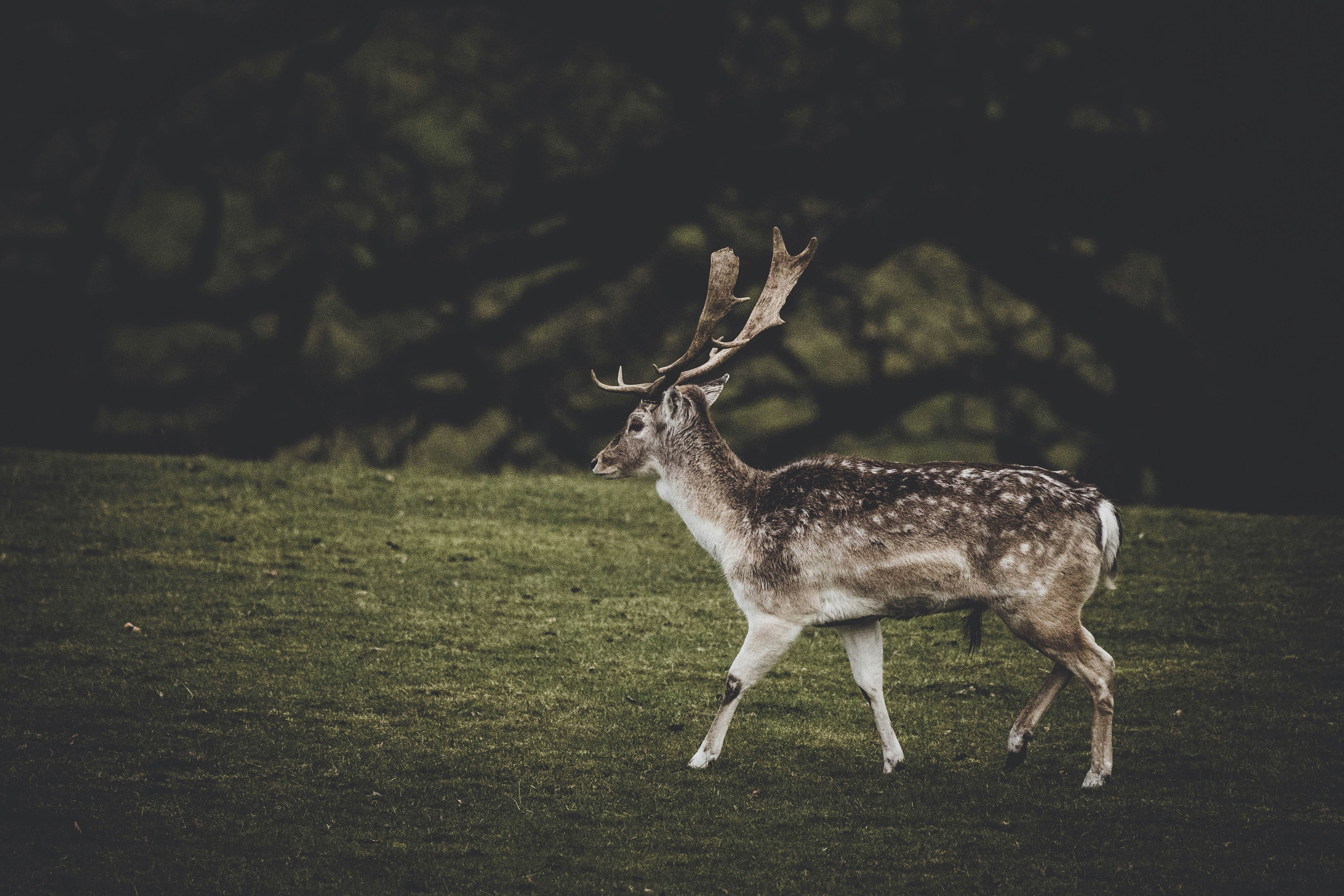 brown and white deer on green grass field during daytime